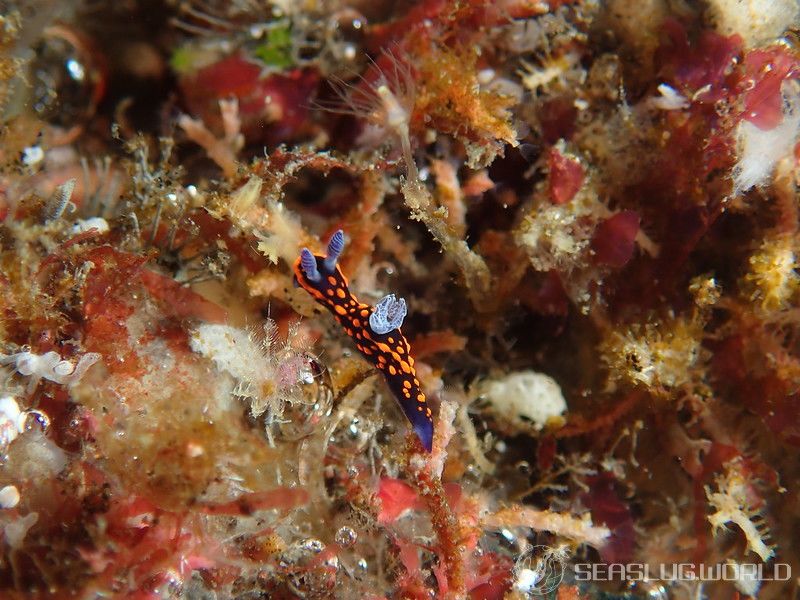 クロスジリュウグウウミウシ属の一種 3 Nembrotha sp. 3