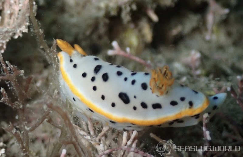 シロウミウシ Chromodoris orientalis