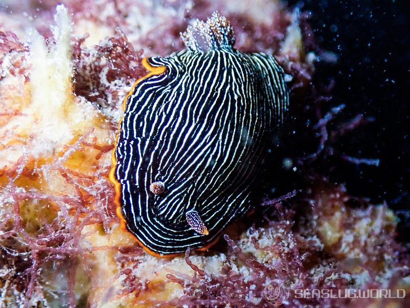 ホソスジイロウミウシ Chromodoris lineolata