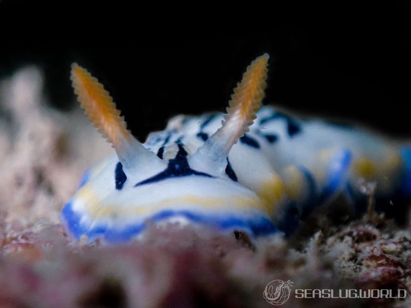 リュウモンイロウミウシ Hypselodoris maritima