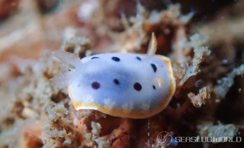 シロウミウシ Goniobranchus orientalis