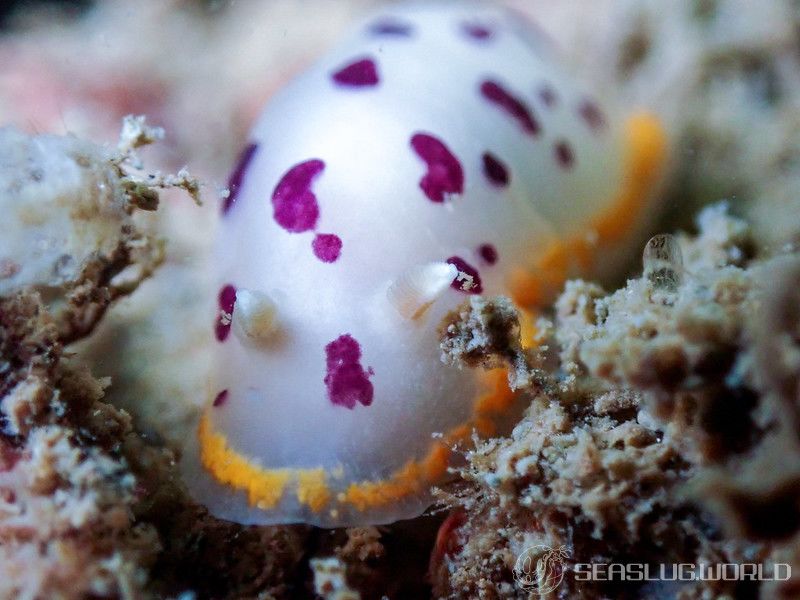 シラライロウミウシ Goniobranchus tumuliferus