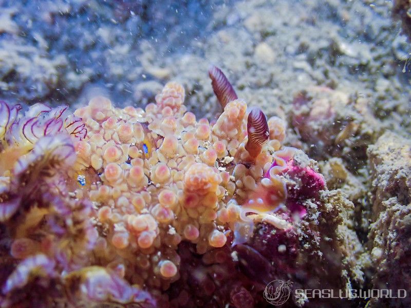 ミヤコウミウシ Dendrodoris krusensternii