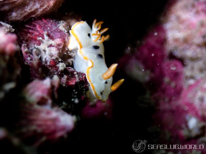 シロウミウシ Chromodoris orientalis