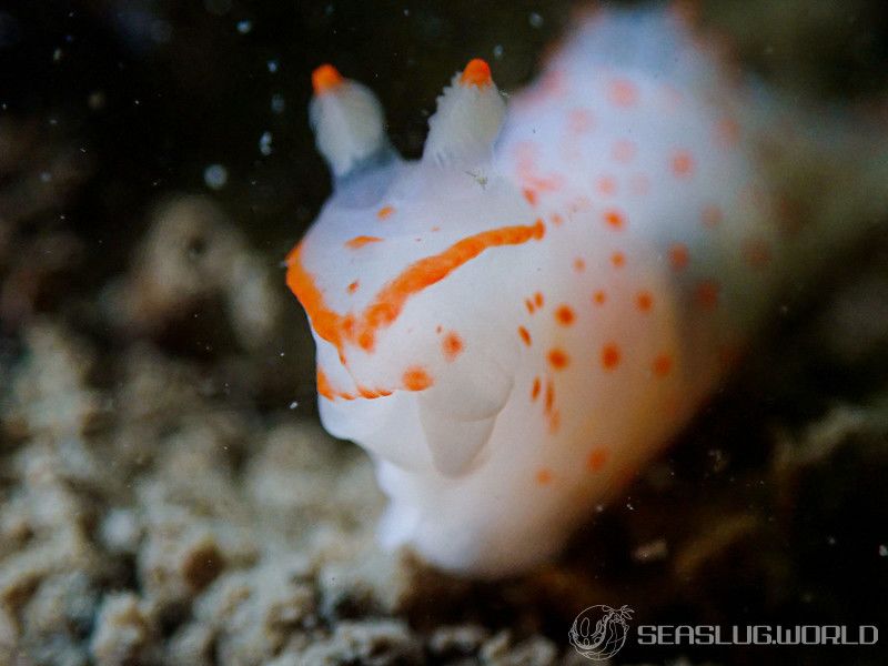 アカボシウミウシ Gymnodoris alba