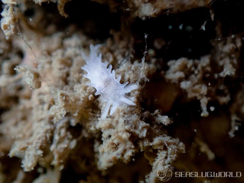 シロイバラウミウシ Bermudella japonica