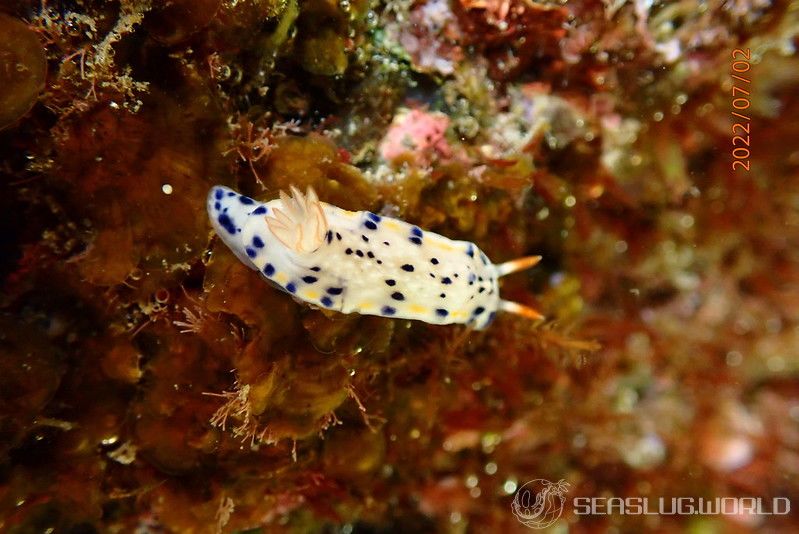 サガミイロウミウシ Hypselodoris sagamiensis