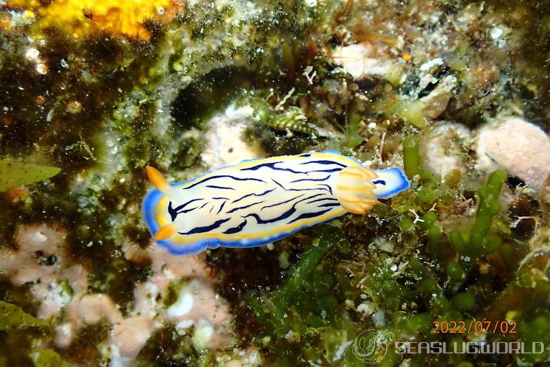 リュウモンイロウミウシ Hypselodoris maritima