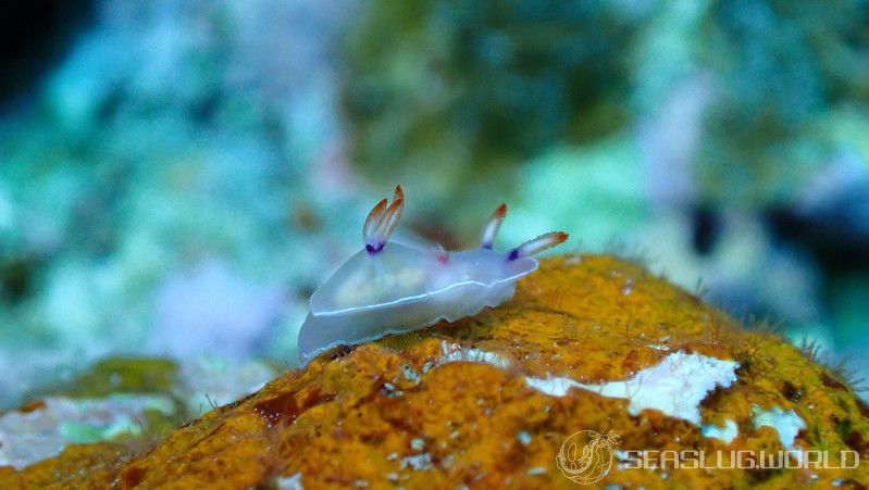 ゾウゲイロウミウシ Hypselodoris bullockii