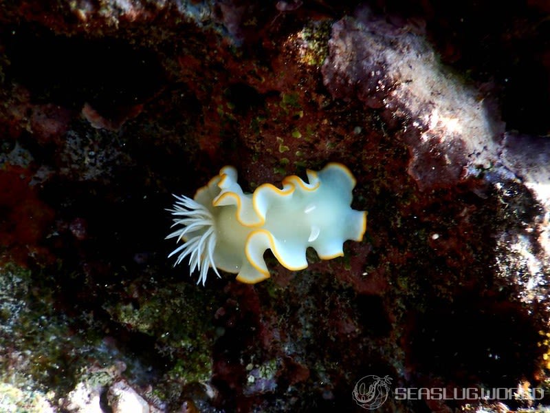 メレンゲウミウシ Ardeadoris egretta