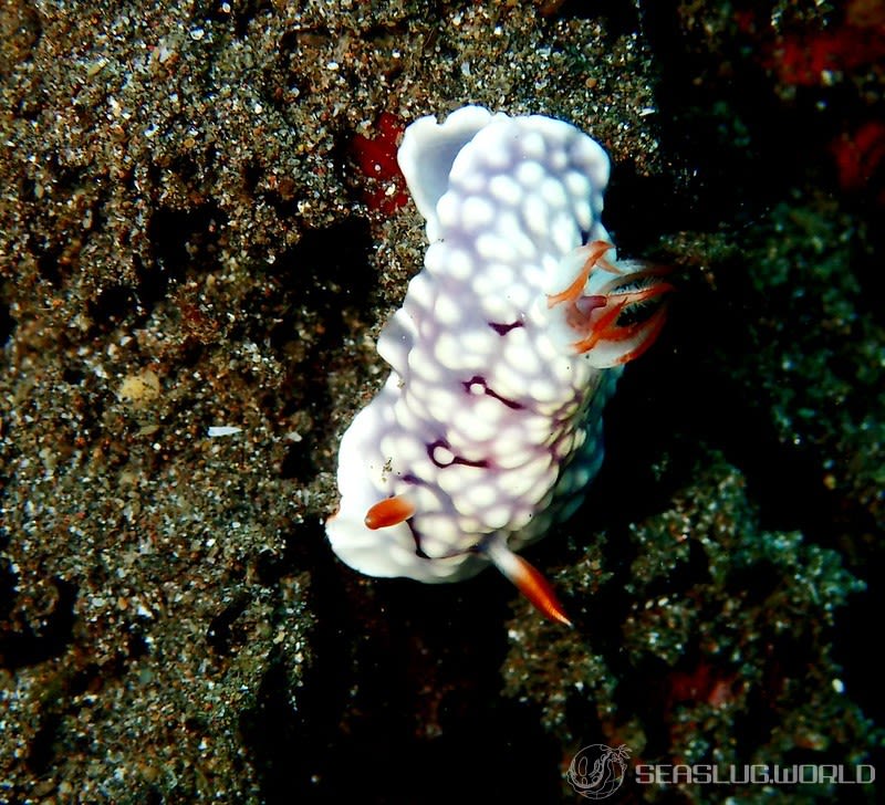 ゴニオブランクス・コンチリアートゥス Goniobranchus conchyliatus