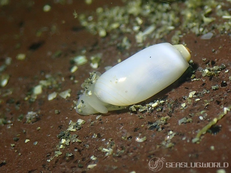 ツムガタコメツブガイ Acteocina fusiformis