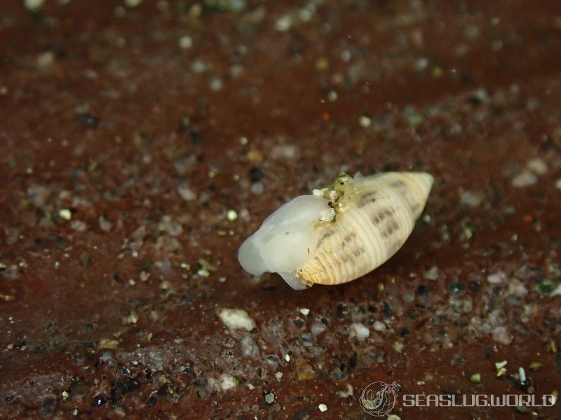 コシイノミガイ Pupa strigosa