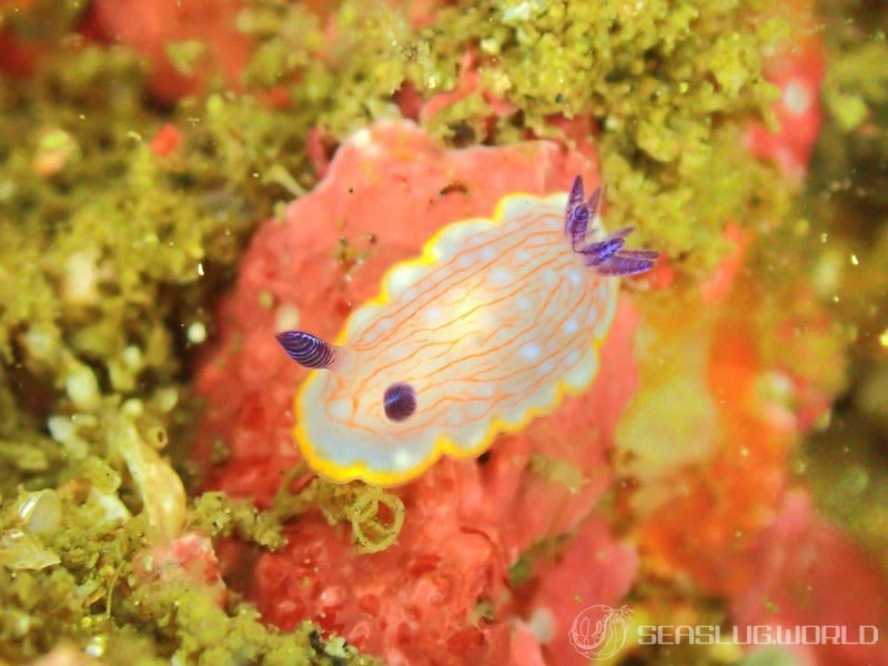 カトウイロウミウシ Goniobranchus katoi