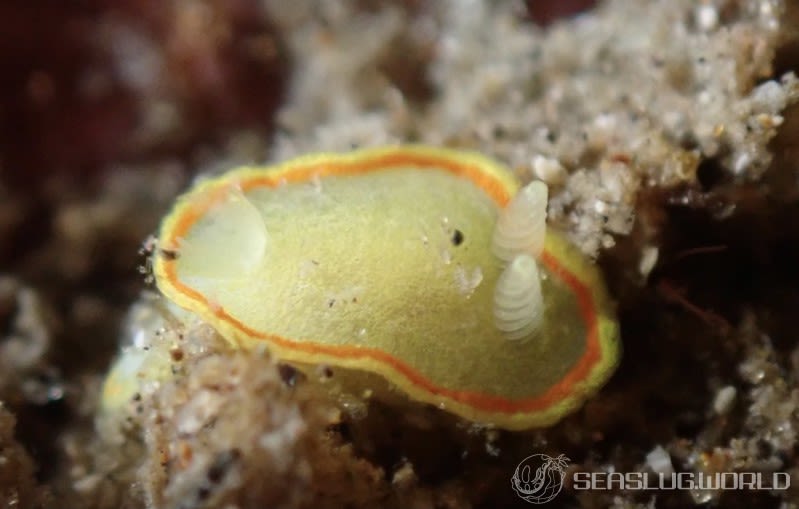 ミツイラメリウミウシ Diaphorodoris mitsuii