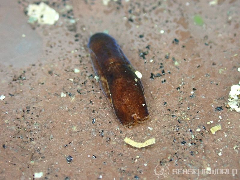 タソガレキセワタ Melanochlamys kohi