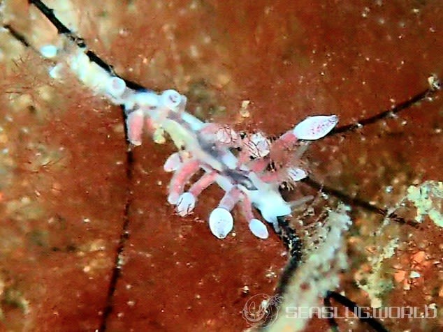 ホリミノウミウシ属の一種 27 Eubranchus sp.27