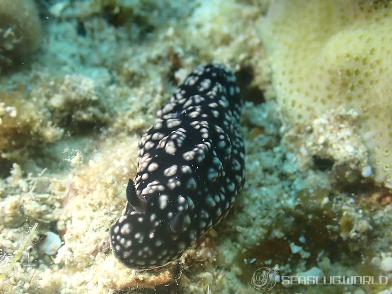 クロイボウミウシ Phyllidiella nigra