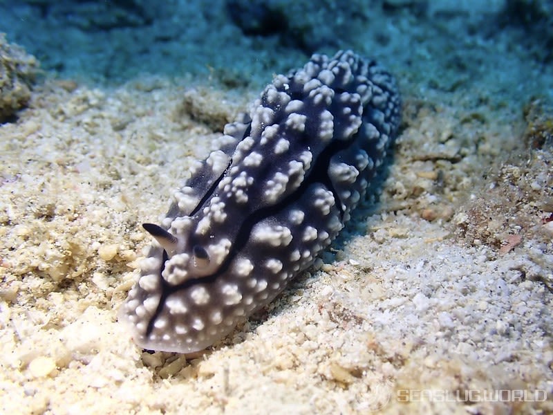 アミメイボウミウシ Phyllidiopsis krempfi