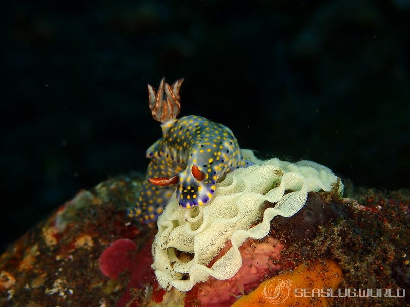 オダカホシゾラウミウシ Hypselodoris roo