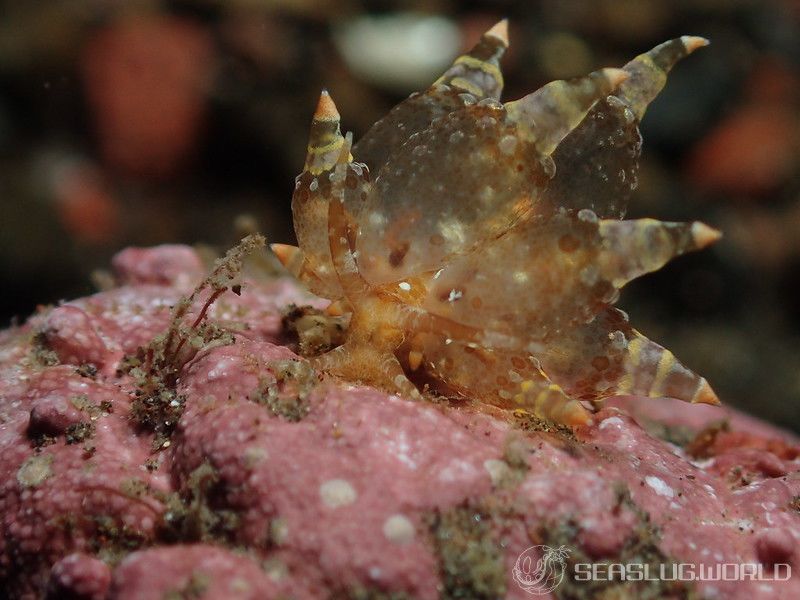 マトミノウミウシ Eubranchus ocellatus