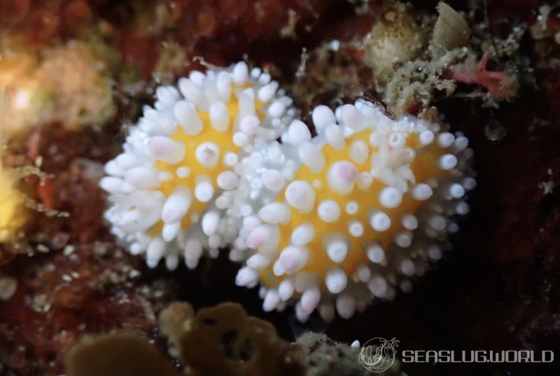 イガグリウミウシ Cadlinella ornatissima