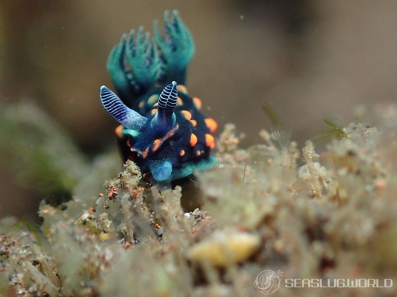 クロスジリュウグウウミウシ属の一種 3 Nembrotha sp. 3