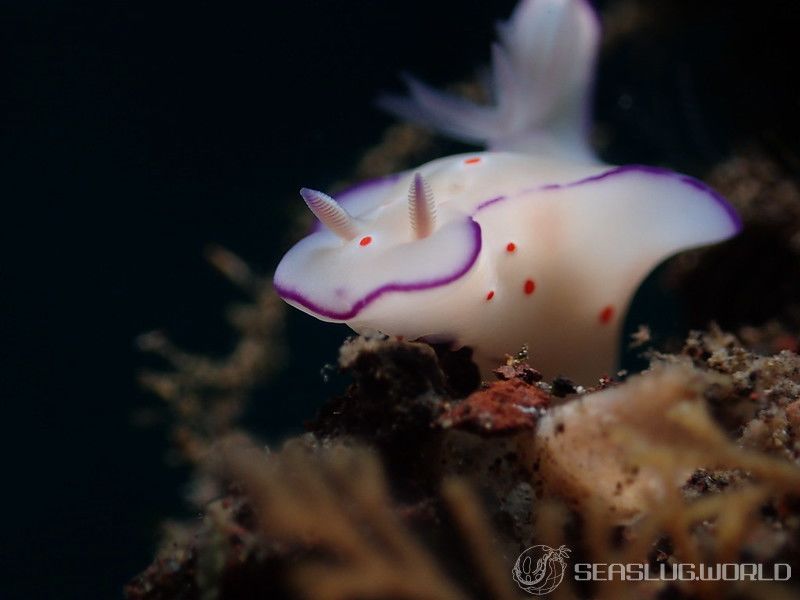 ニシキウミウシ Ceratosoma trilobatum