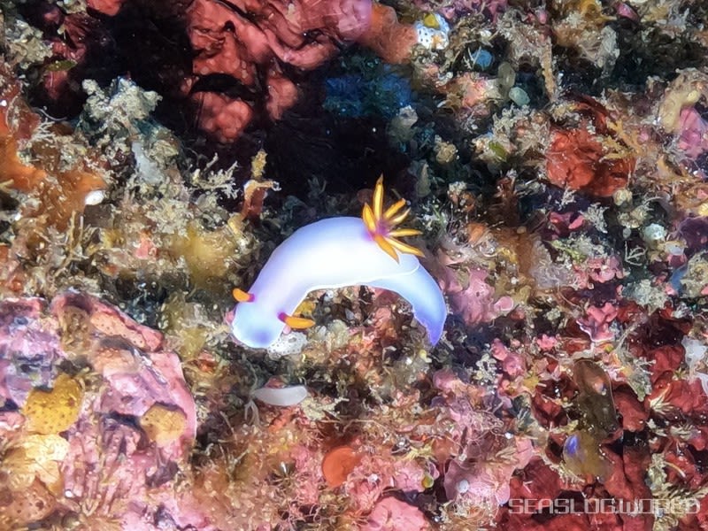 ゾウゲイロウミウシ Hypselodoris bullockii