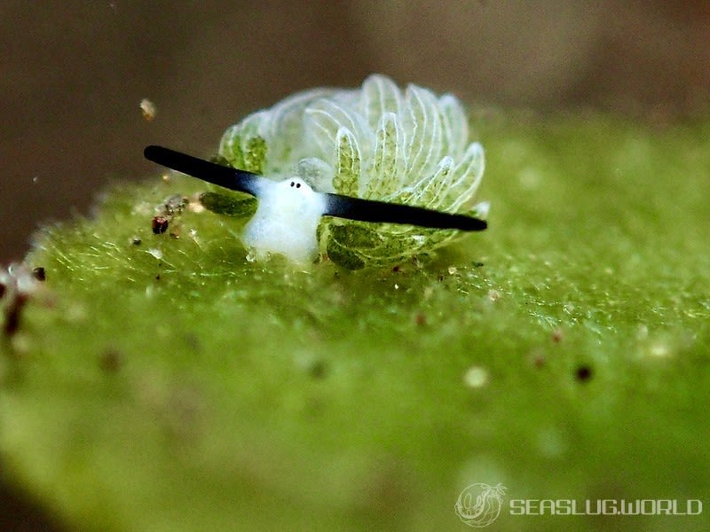 ウサギモウミウシ Costasiella usagi