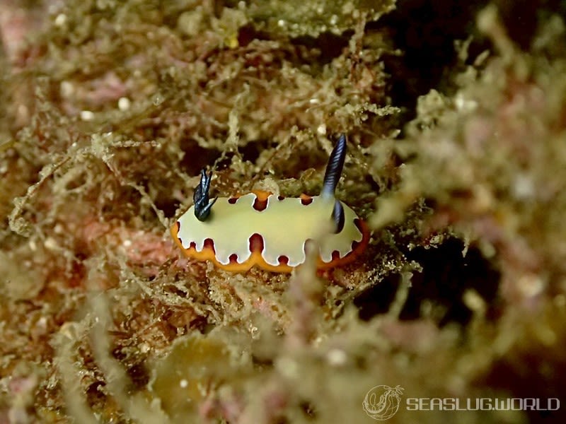 フジナミウミウシ Goniobranchus fidelis