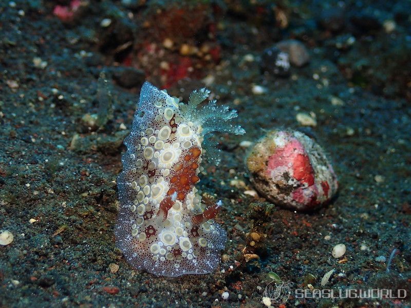 メダマヤキウミウシ Carminodoris estrelyado