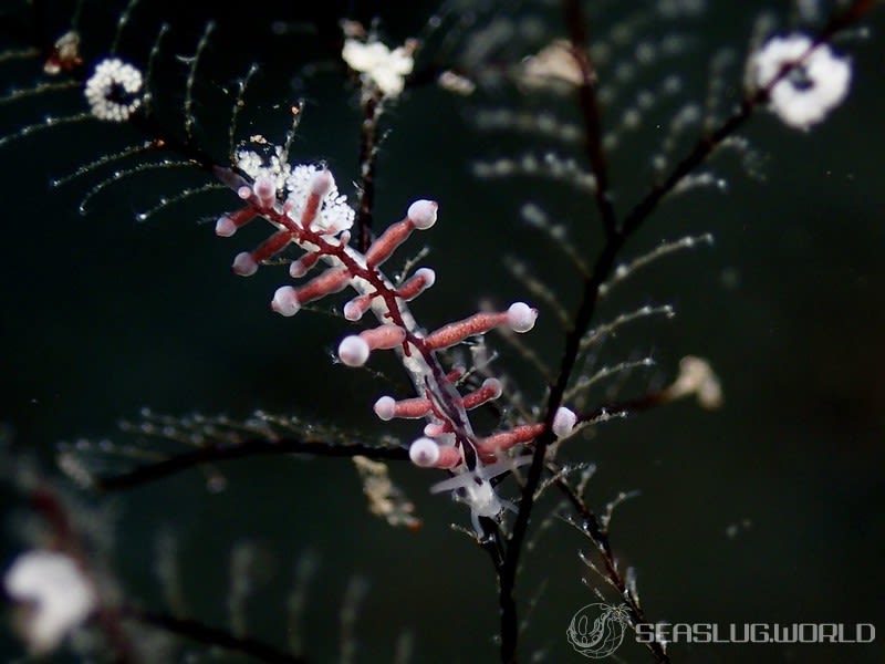 ホリミノウミウシ属の一種 27 Eubranchus sp.27