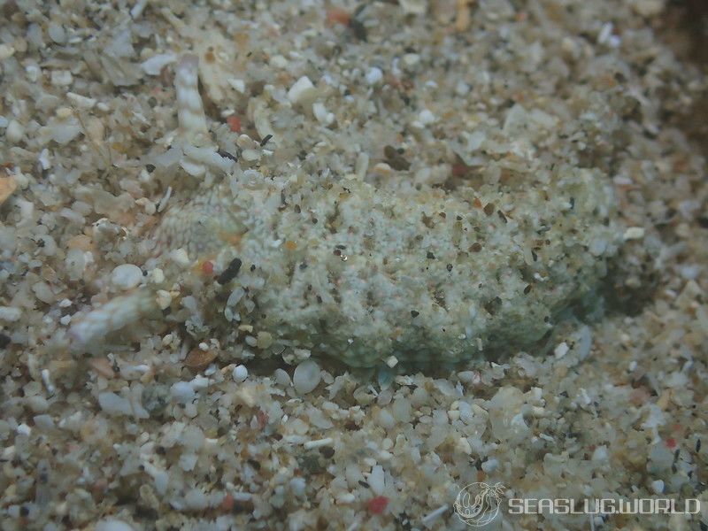 チドリミドリガイ Plakobranchus ocellatus