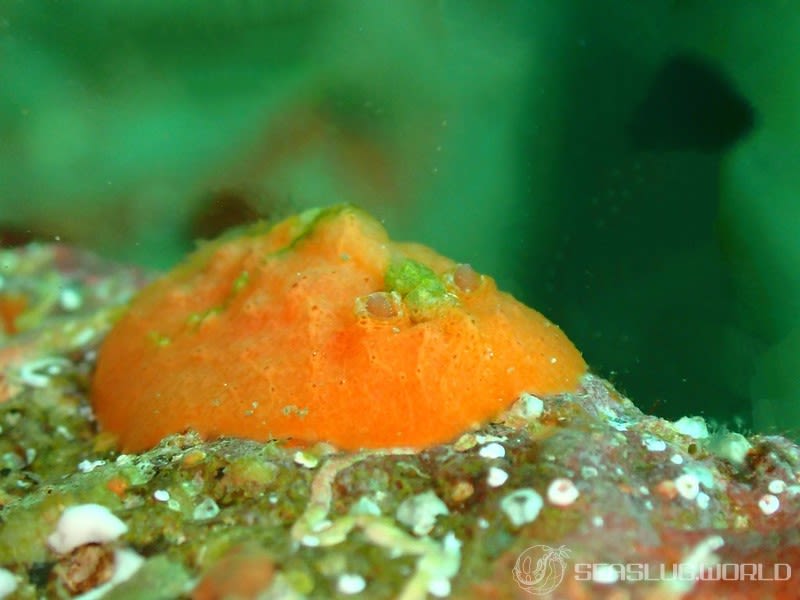 ヒオドシウミウシ Sclerodoris rubicunda