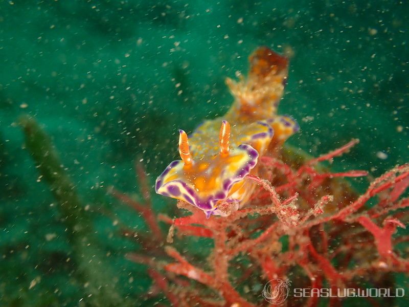 テヌウニシキウミウシ Ceratosoma tenue