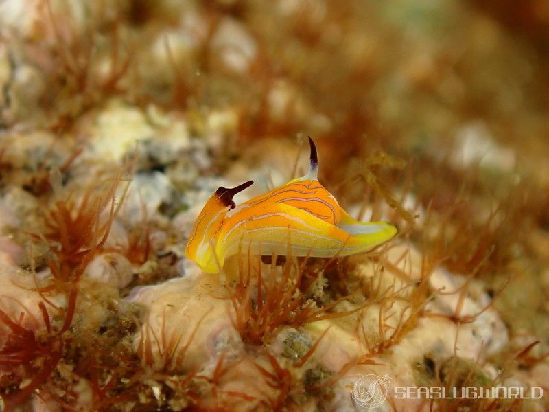 キマダラウミコチョウ Siphopteron tigrinum