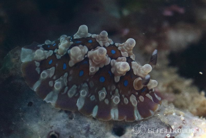 ミヤコウミウシ Dendrodoris krusensternii