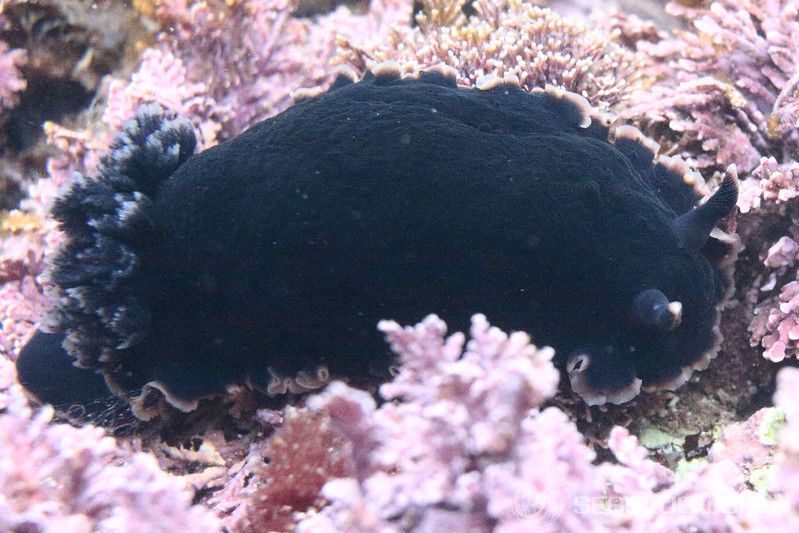 クロシタナシウミウシ Dendrodoris arborescens