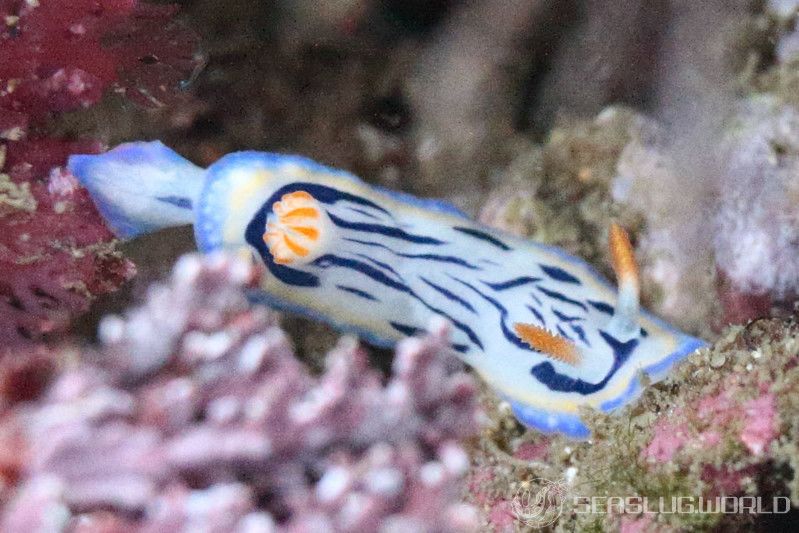 リュウモンイロウミウシ Hypselodoris maritima