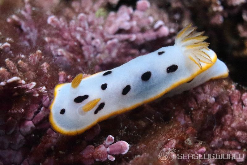 シロウミウシ Chromodoris orientalis