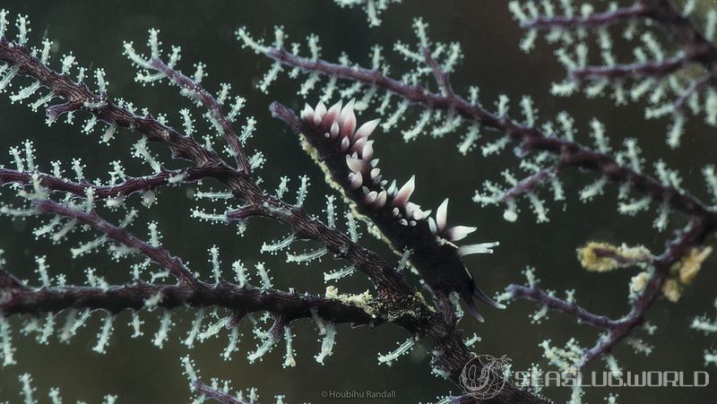 セスジスミゾメミノウミウシ Pleurolidia juliae