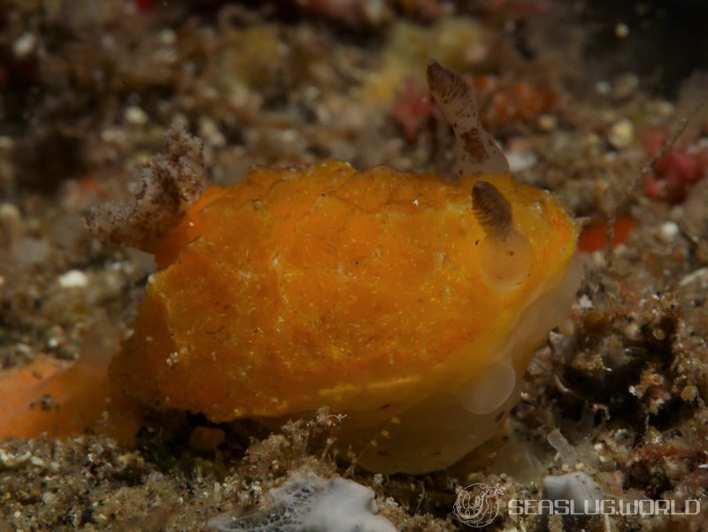 サザナミウミウシ Halgerda dalanghita