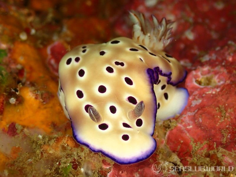 マダライロウミウシ Hypselodoris tryoni