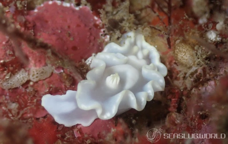 シロタエイロウミウシ Glossodoris buko