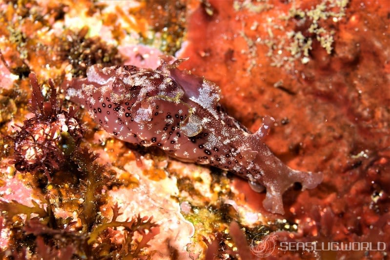 ミドリアメフラシ Aplysia oculifera 世界のウミウシ