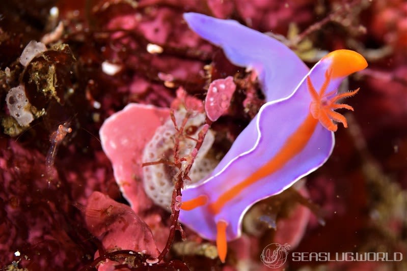 フタイロニシキウミウシ Ceratosoma bicolor