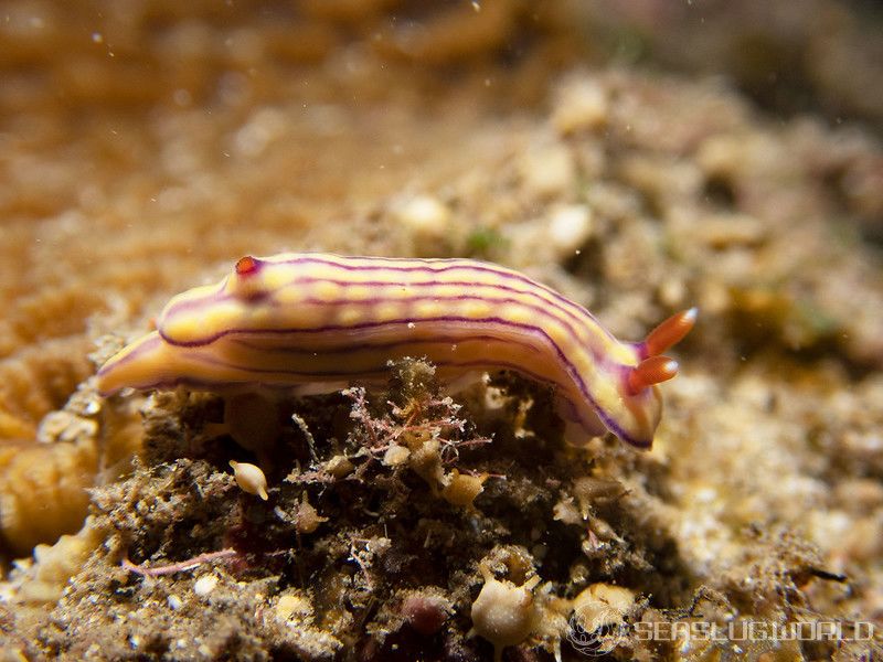 クチナシイロウミウシ Hypselodoris whitei