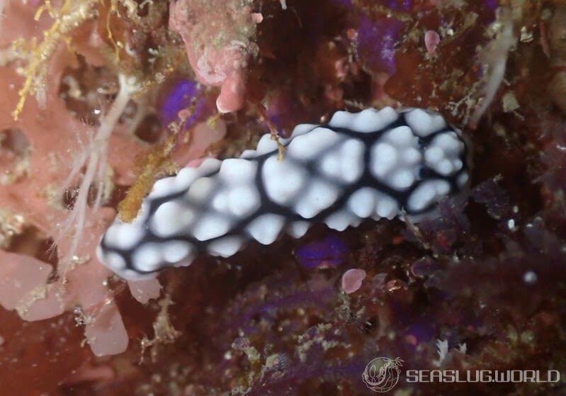 ワモンイボウミウシ Phyllidiella annulata