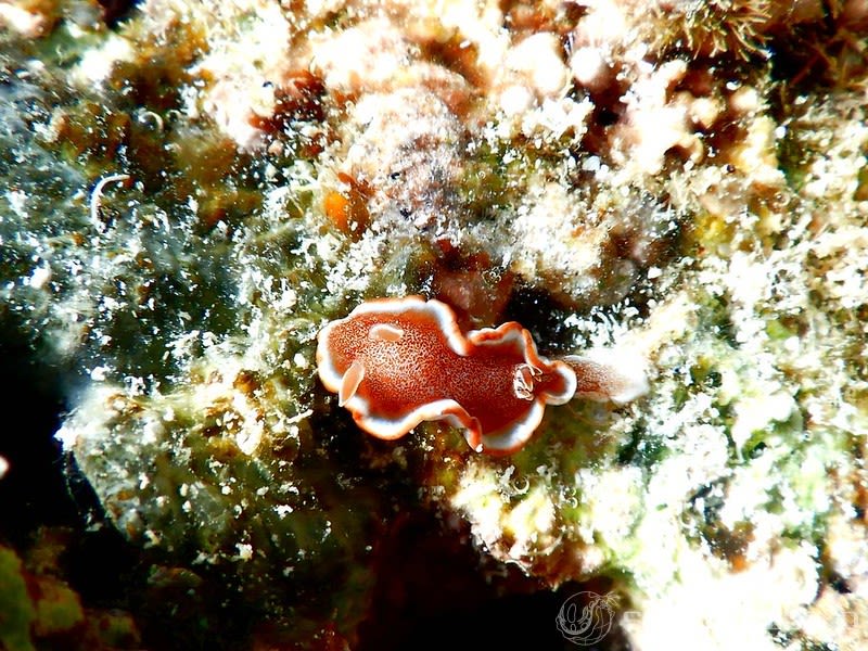 キャラメルウミウシ Glossodoris rufomarginata